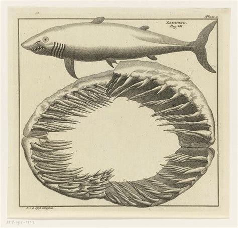 Shark and shark teeth free public domain image | Look and Learn