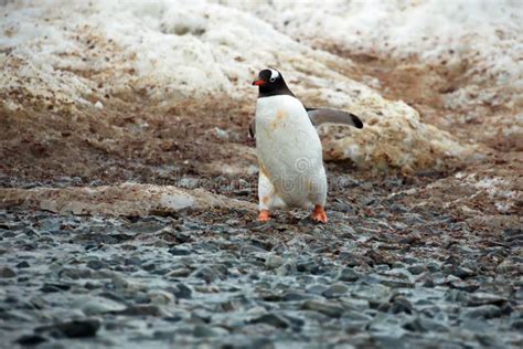 Penguin in Its Natural Habitat in Antarctica Stock Photo - Image of ...