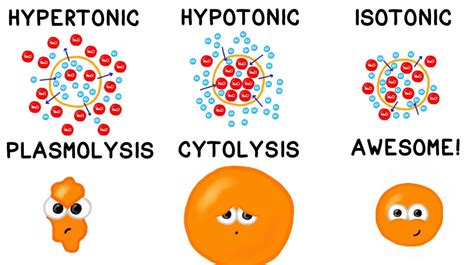 What Is Hypotonic Solution Examples And Types Isbiology | Hot Sex Picture