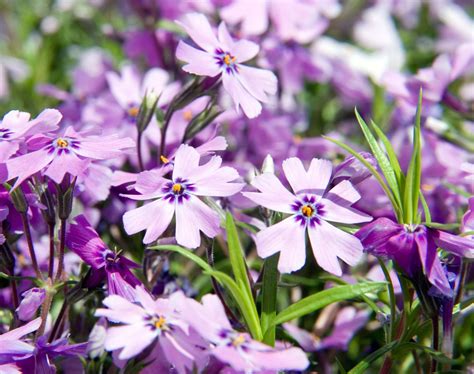 Phlox subulata 'Purple Beauty' - Riverside Garden Centre