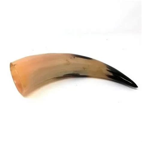 Natural Polished Ox Horns, For Decor at Rs 2680/piece in Mumbai | ID ...