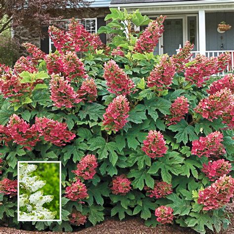 Ruby Slippers Dwarf Oakleaf Hydrangea | Shop Online | Breck's