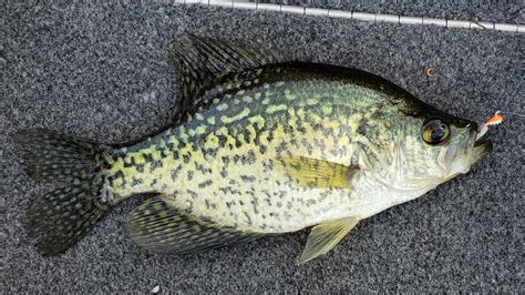 Crappie Fishing Tips With Wilderness Today | CrappieFIRST