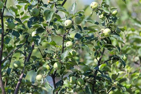 Green apple on the tree stock photo. Image of closeup - 111287986