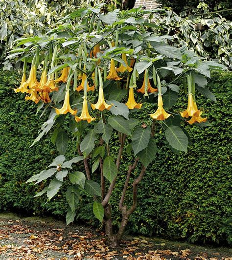 Orange Angel Trumpet Brugmansia - 5 Seeds