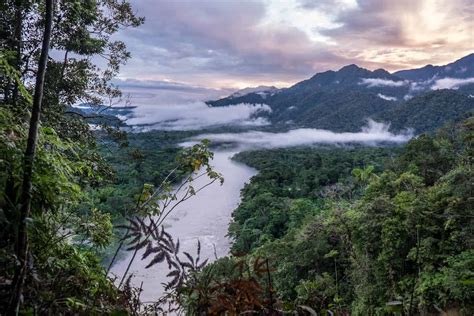 Ecuador Amazon Rainforest Guide for an Unforgettable Jungle Adventure