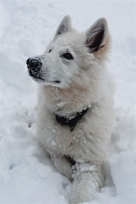 Swiss shepherd dog on snowy ground · Free Stock Photo