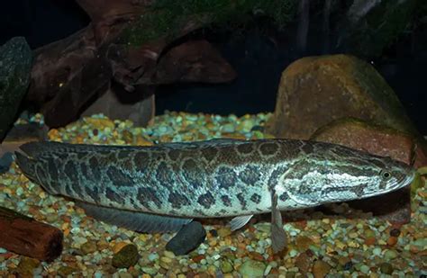 Snakehead - Description, Habitat, Image, Diet, and Interesting Facts