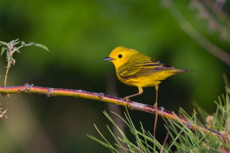 Yellow Warbler | Audubon Field Guide