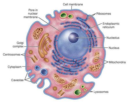 Animal Cell Diagram Labeled : Biological Science Picture Directory ...