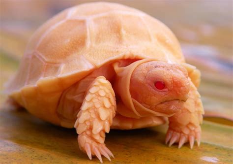 sulcata tortoise for sale buy baby sulcata tortoises for sale sulcata ...