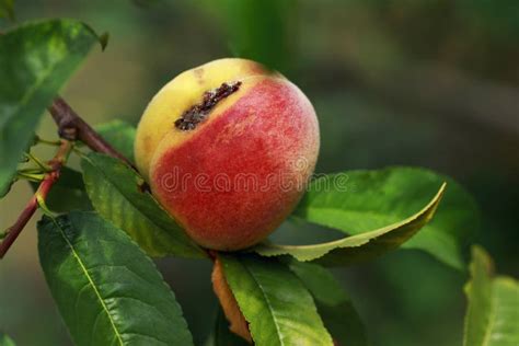 Rotten peach stock image. Image of mold, background, studio - 16318901