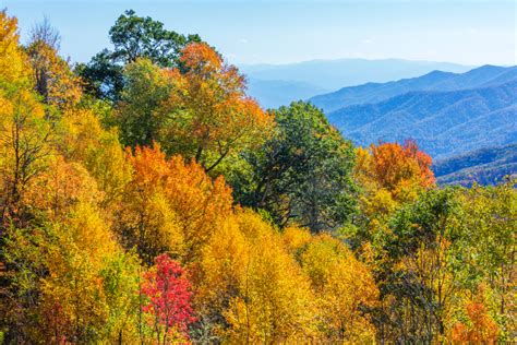 Fall Foliage In Tennessee 2024 - Marlo Shantee