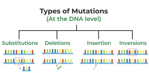 Mutation-Definition, Types, Causes, Characteristics