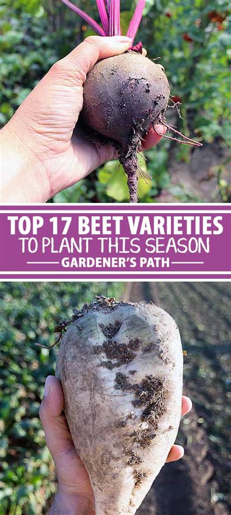 17 of the Best Beet Varieties to Plant | Gardener's Path