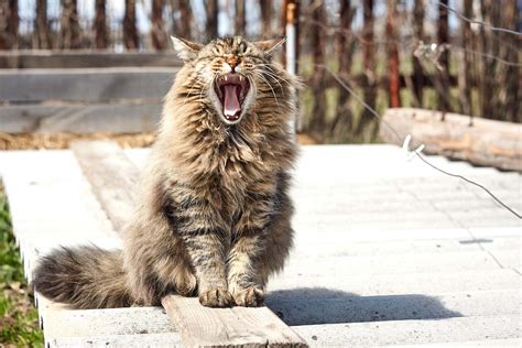 Siberian Cat Personality Profile: 11 Adorable Traits (2022) I ...