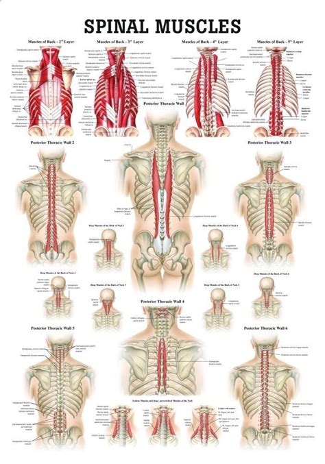 Back Muscles Diagram For Massage Muscles Of Buttock, Hip And