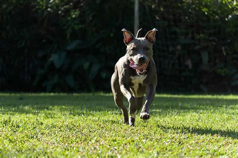 A List Of 7 Reputable Blue Nose Pitbull Breeders