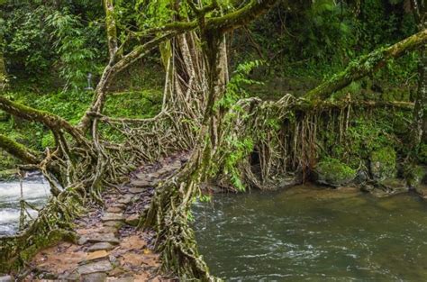 Living Root Bridge Mawlynnong - Wonderful creation of nature