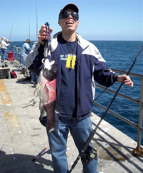 California Sheephead - Pier Fishing in California