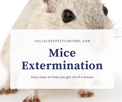 Effective Mice Extermination - FullScope Pest Control