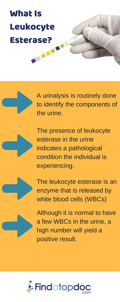 What is Leukocyte Esterase: Tests and Result [Infographic]