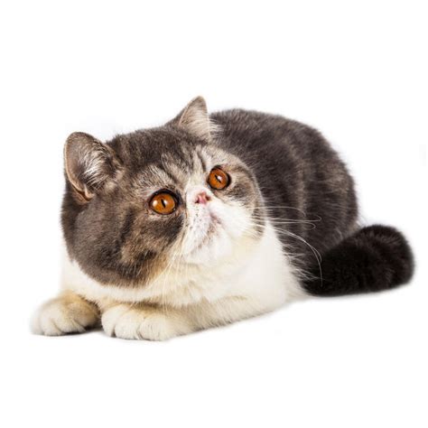 Exotic Shorthair | Cats | Breed Information | Omlet