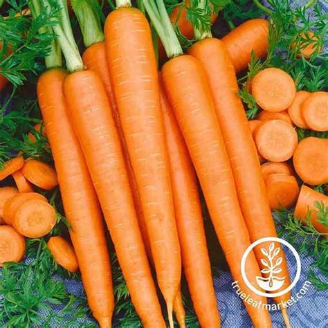 13 of the Best Carrot Varieties to Grow at Home | Gardener's Path