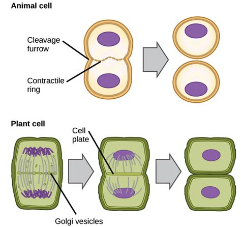 Cell Division Mitosis Drawing