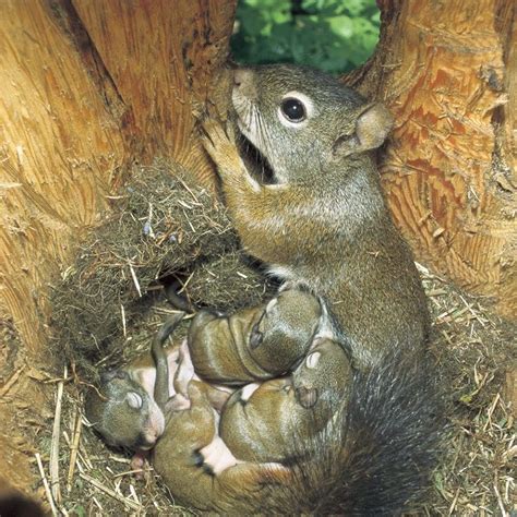 what sound do baby squirrels make - drawingofatreehouse