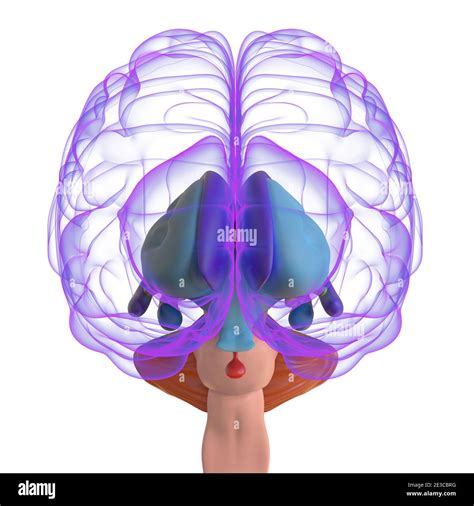 Human Brain Anatomy For Medical Concept 3D Illustration Stock Photo - Alamy