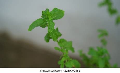 21 Podina Leaf Images, Stock Photos & Vectors | Shutterstock