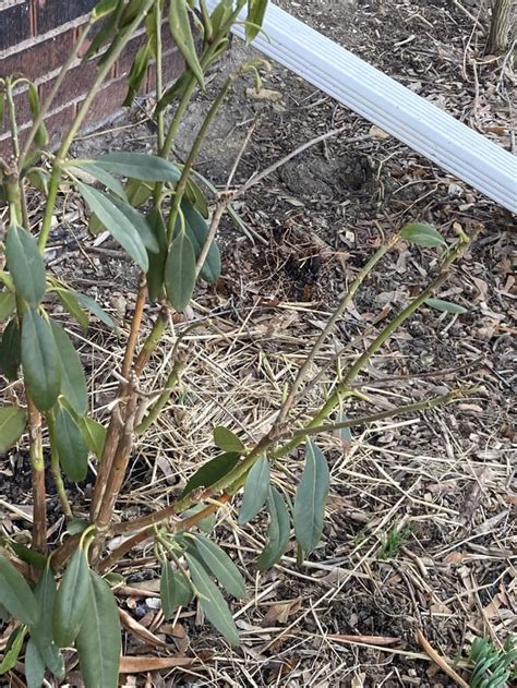 What’s wrong with my rhododendrons? Zone 6b : r/gardening