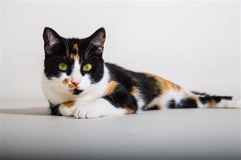 Here's What to Know About Your Calico Cat's Health | PawTracks