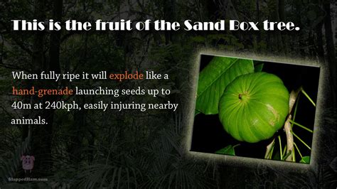 Sand-Box-Tree-Exploding-Fruit. Stay away from that tree. | Sandbox ...