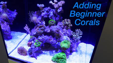 How to Set Up a Reef Tank Part 4: Adding Corals! | Reef Builders | The ...