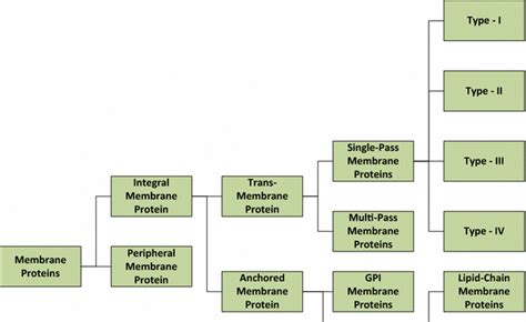 Classification of membrane proteins and their types | Download ...