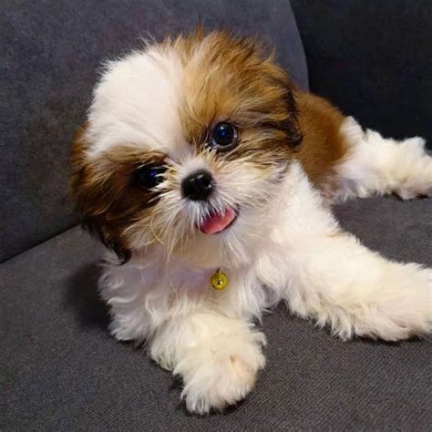 Free Shih Tzu Puppies For Adoption Uk - Pets Lovers