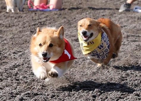 Corgi Races! – Seattle Gay Scene