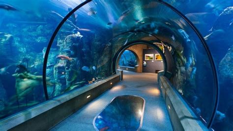 Oregon Coast Aquarium in Newport, OR: New Attractions Just In!