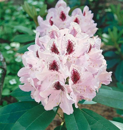 Rhododendrons for Fabulous Flowers - Fine Gardening