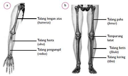 Tulang-tulang Penyusun Anggota Gerak | BIOLOGY SMART