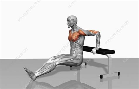 Seated Dips Muscles Worked | Review Home Decor