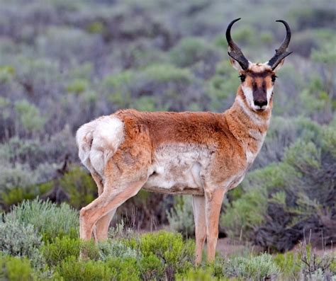 pronghorn - Wiktionary, the free dictionary