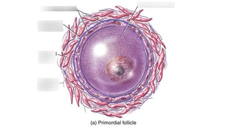 Primary Oocyte Diagram | Quizlet