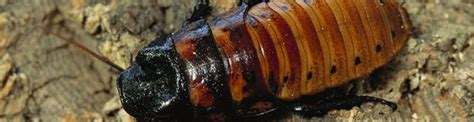 Cockroach Bite | How to identify and treat cockroach bites