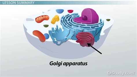 Golgi Apparatus Definition Structure Functions And Diagram