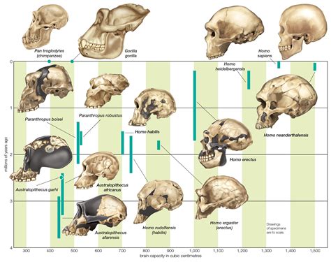 Anatomical Evidence for Evolution