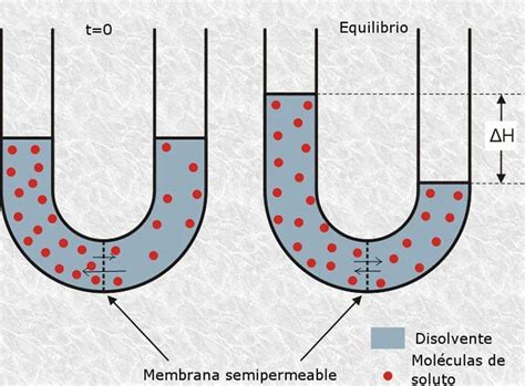 Qué Es La ósmosis Y En Qué Consiste Todoagua