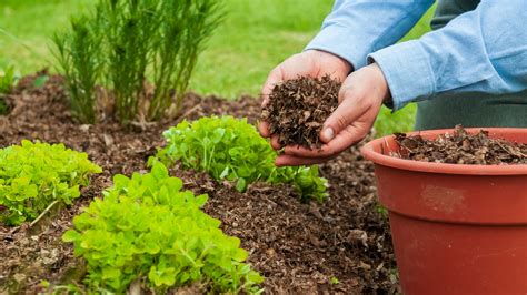 Why Mulching Is Required In Your Organic Gardening System? - Home ...